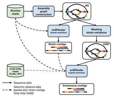 Metagenomic Data Assembly – The Way of Decoding Unknown Microorganisms